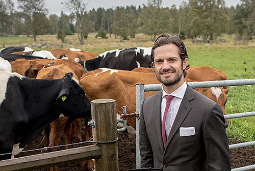 Prins Carl Philip invigde Sveriges lantbruksuniversitets nya stall för nöt- och lammköttsforskning i Götala. 